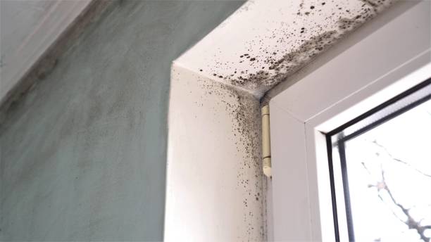 Professional Mold Removal in De Graff, OH