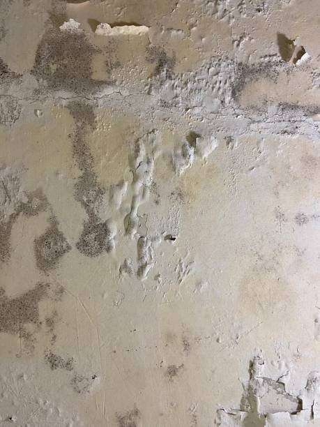 Best Mold Remediation  in De Graff, OH
