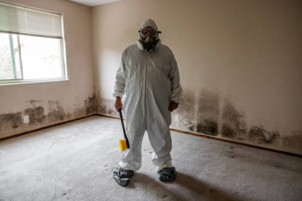 Best Same-Day Mold Removal  in De Graff, OH